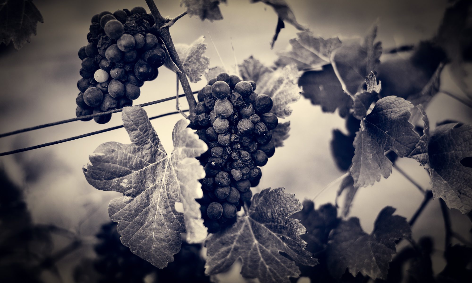 Viñedos y Olivares del Oeste